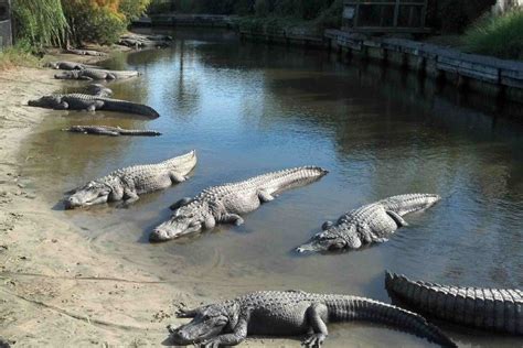 how quarrel you spell alligator